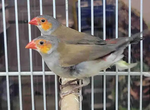 orange cheek wax Bill finches