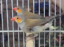 orange cheek wax Bill finches