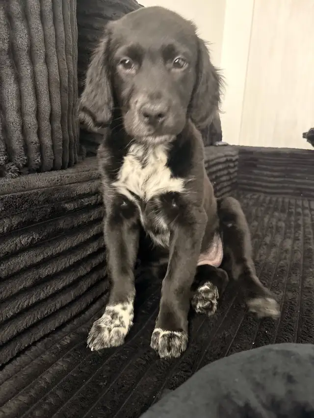 dog walker/sitter available