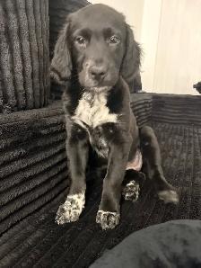 dog walker/sitter available