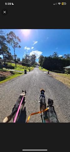 dog walker/sitter available - Photo 4