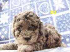 Toy Cockapoo puppies.