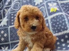 Toy Cockapoo puppies. - Photo 2