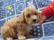 Toy Cockapoo puppies. - Photo 3