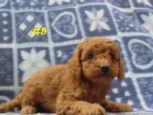 Toy Cockapoo puppies. - Photo 4