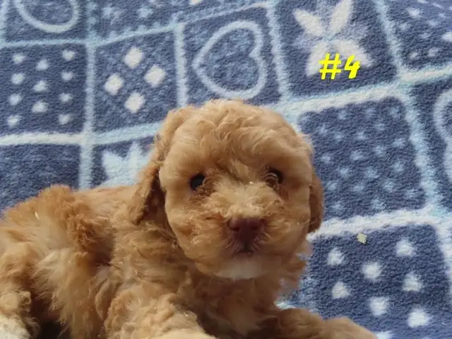 Toy Cockapoo puppies. - Photo 5