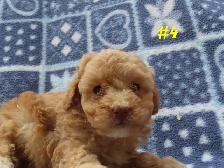 Toy Cockapoo puppies. - Photo 5