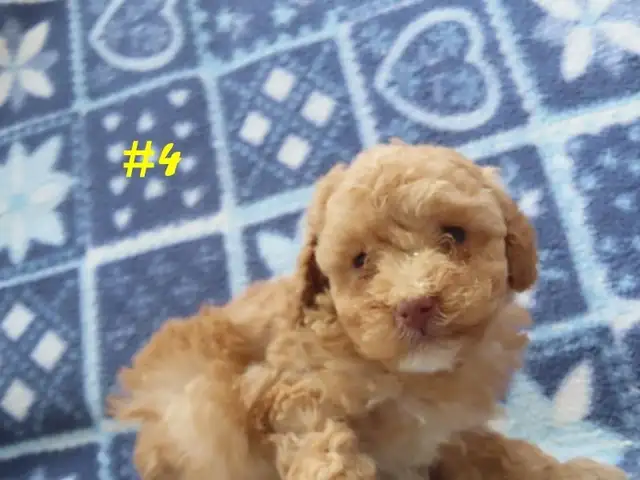 Toy Cockapoo puppies. - Photo 6