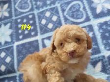 Toy Cockapoo puppies. - Photo 6