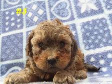 Toy Cockapoo puppies. - Photo 7