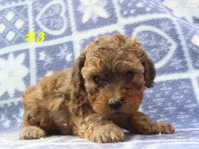 Toy Cockapoo puppies. - Photo 8