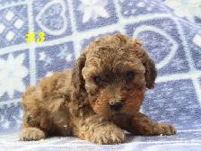 Toy Cockapoo puppies. - Photo 8