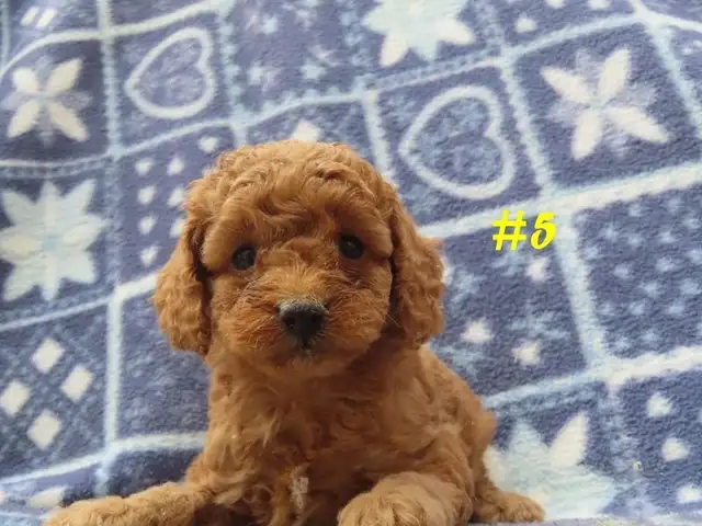 Toy Cockapoo puppies. - Photo 9