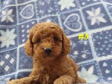 Toy Cockapoo puppies. - Photo 9