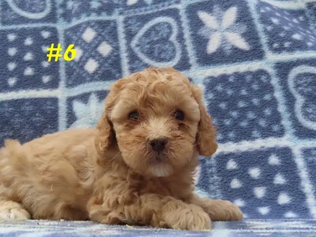 Toy Cockapoo puppies. - Photo 10
