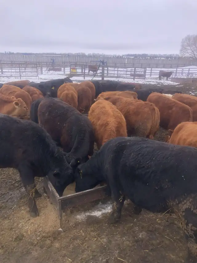 Open Heifers, Red & Black Angus - Photo 4