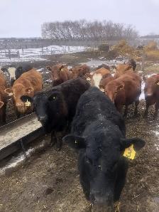 Open Heifers, Red & Black Angus