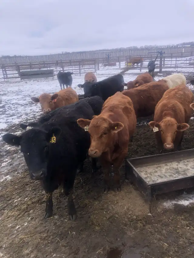 Open Heifers, Red & Black Angus - Photo 2