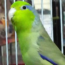 baby Pacific parrotlet