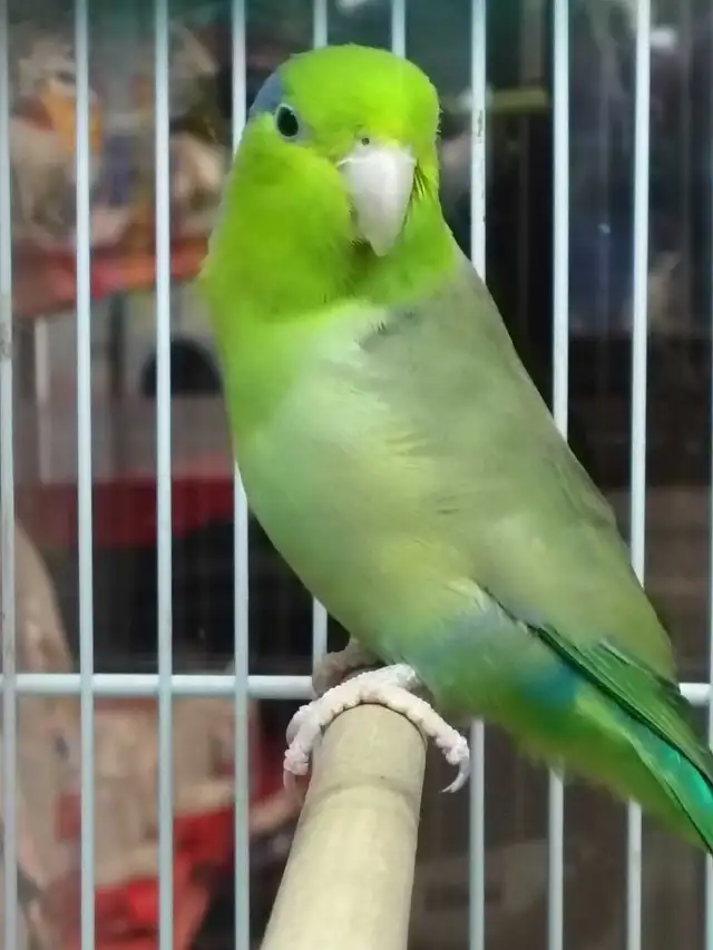 baby Pacific parrotlet - Photo 2