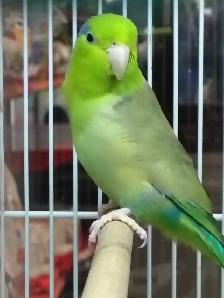 baby Pacific parrotlet - Photo 2