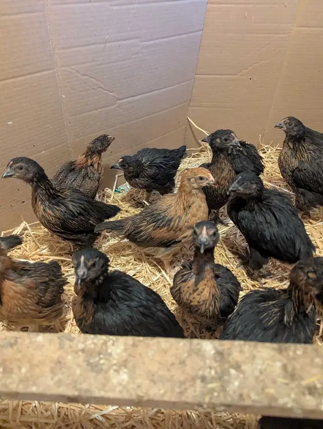 Black Star Pullets Egg Laying Powerhouse