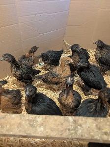 Black Star Pullets Egg Laying Powerhouse