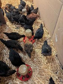 Black Star Pullets Egg Laying Powerhouse - Photo 2