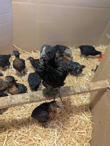 Black Star Pullets Egg Laying Powerhouse - Photo 3