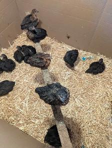 Black Star Pullets Egg Laying Powerhouse - Photo 4