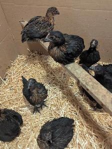 Black Star Pullets Egg Laying Powerhouse - Photo 5