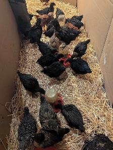 Black Star Pullets Egg Laying Powerhouse - Photo 6