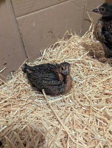 Black Star Pullets Egg Laying Powerhouse - Photo 7