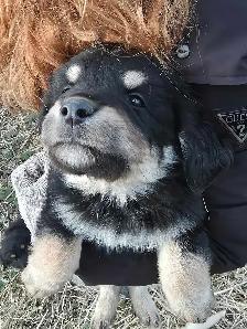 looking for good homes