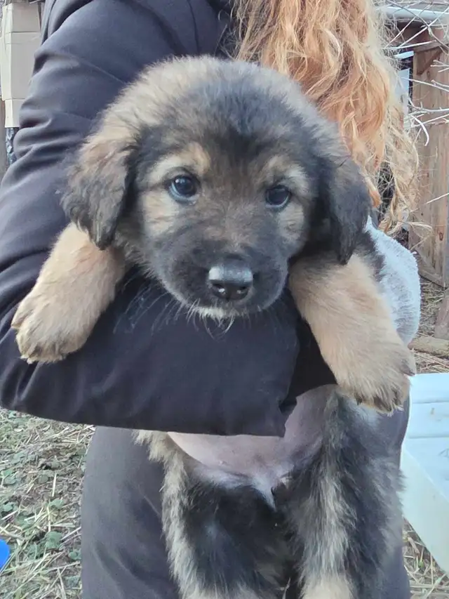 looking for good homes - Photo 2