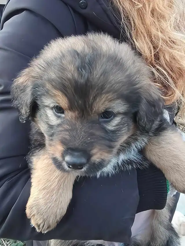 looking for good homes - Photo 3