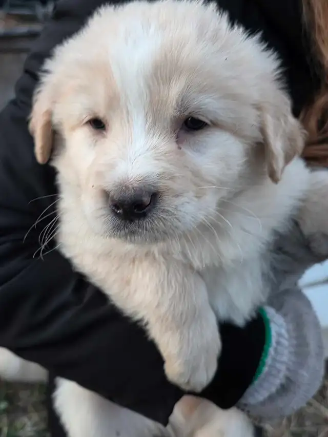 looking for good homes - Photo 4