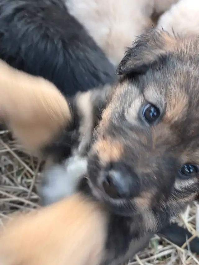 looking for good homes - Photo 5