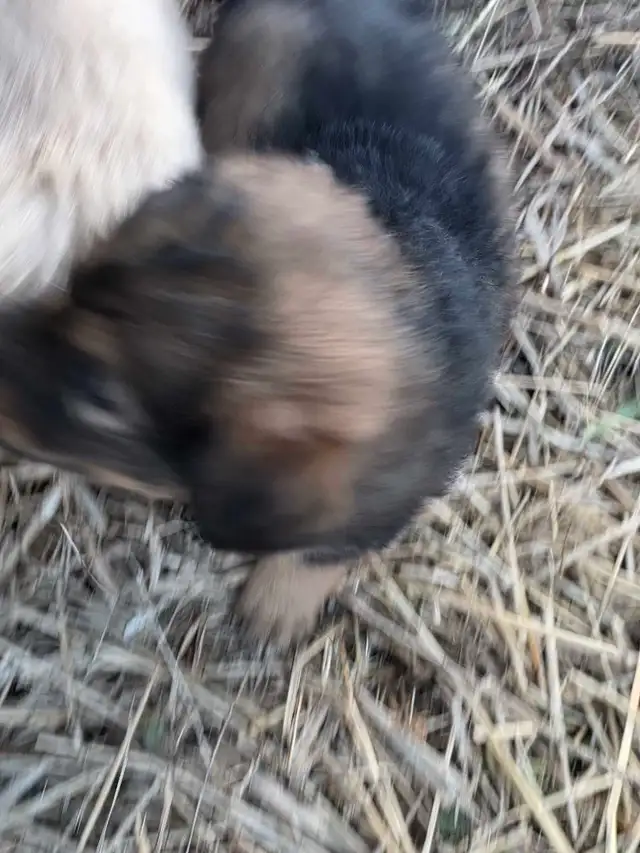 looking for good homes - Photo 7