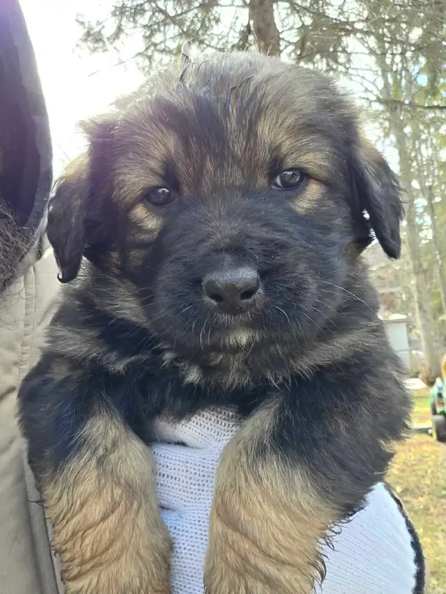 looking for good homes - Photo 8