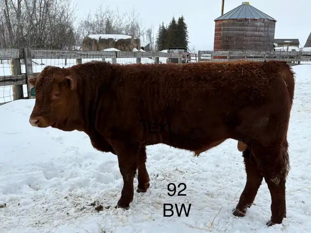 Purebred Registered Simmental Yearling Bull - Photo 2