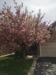 master bedroom for rent(male only) - Photo 10