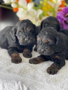 Chiots Cockapoo - Photo 2