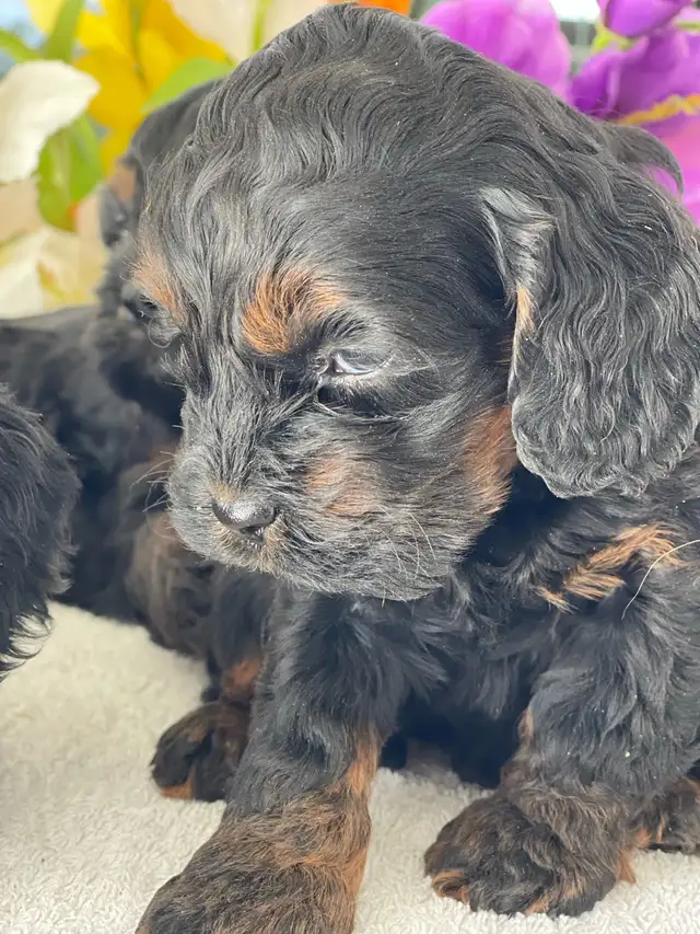 Chiots Cockapoo - Photo 3