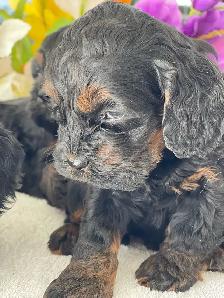 Chiots Cockapoo - Photo 3