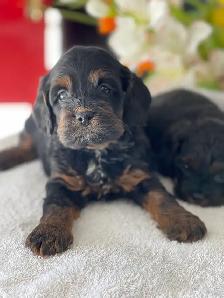 Chiots Cockapoo - Photo 4