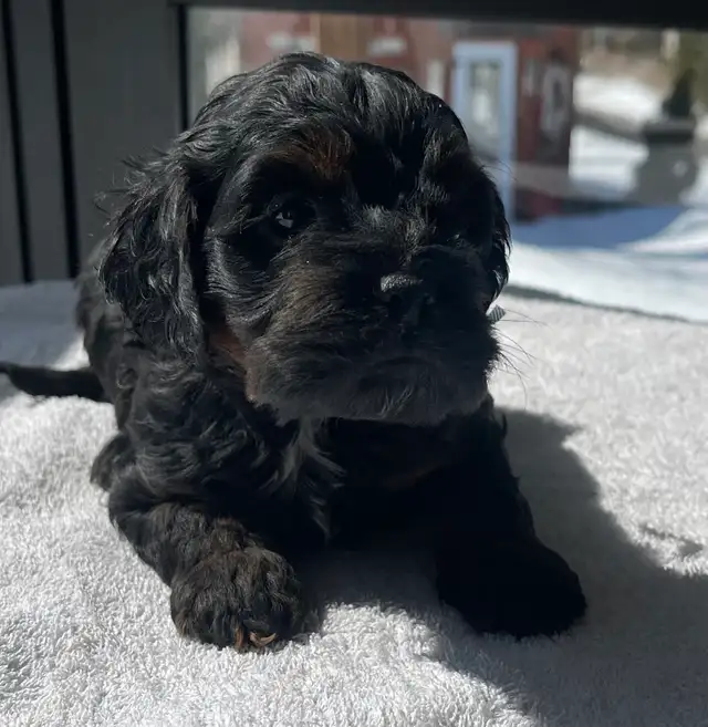 Chiots Cockapoo - Photo 5