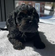 Chiots Cockapoo - Photo 5