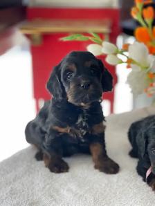 Chiots Cockapoo - Photo 6