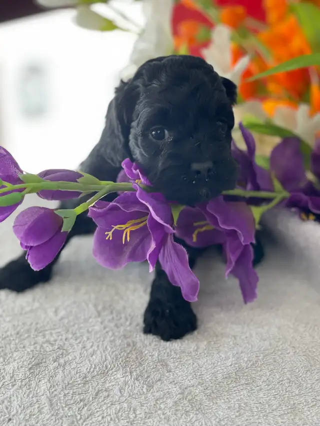 Chiots Cockapoo - Photo 7